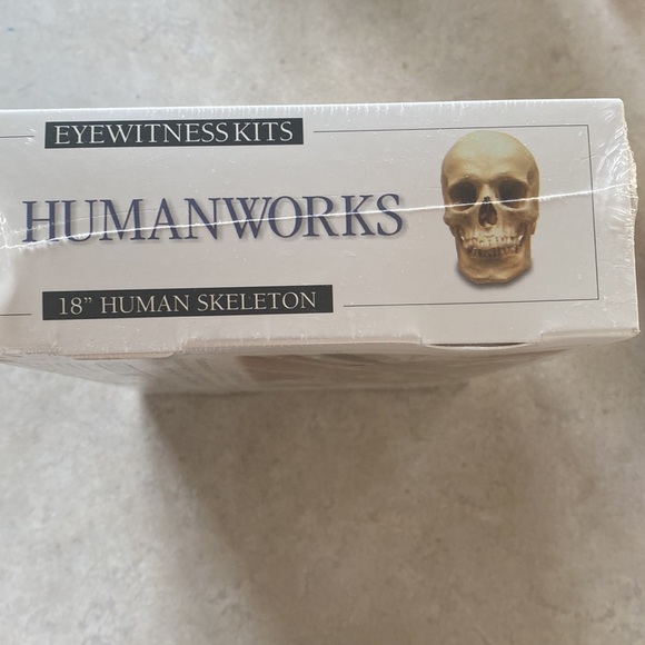 New Discovery Toys Humanworks 18” Human Skeleton New in Box Great teaching tool - Picture 4 of 7